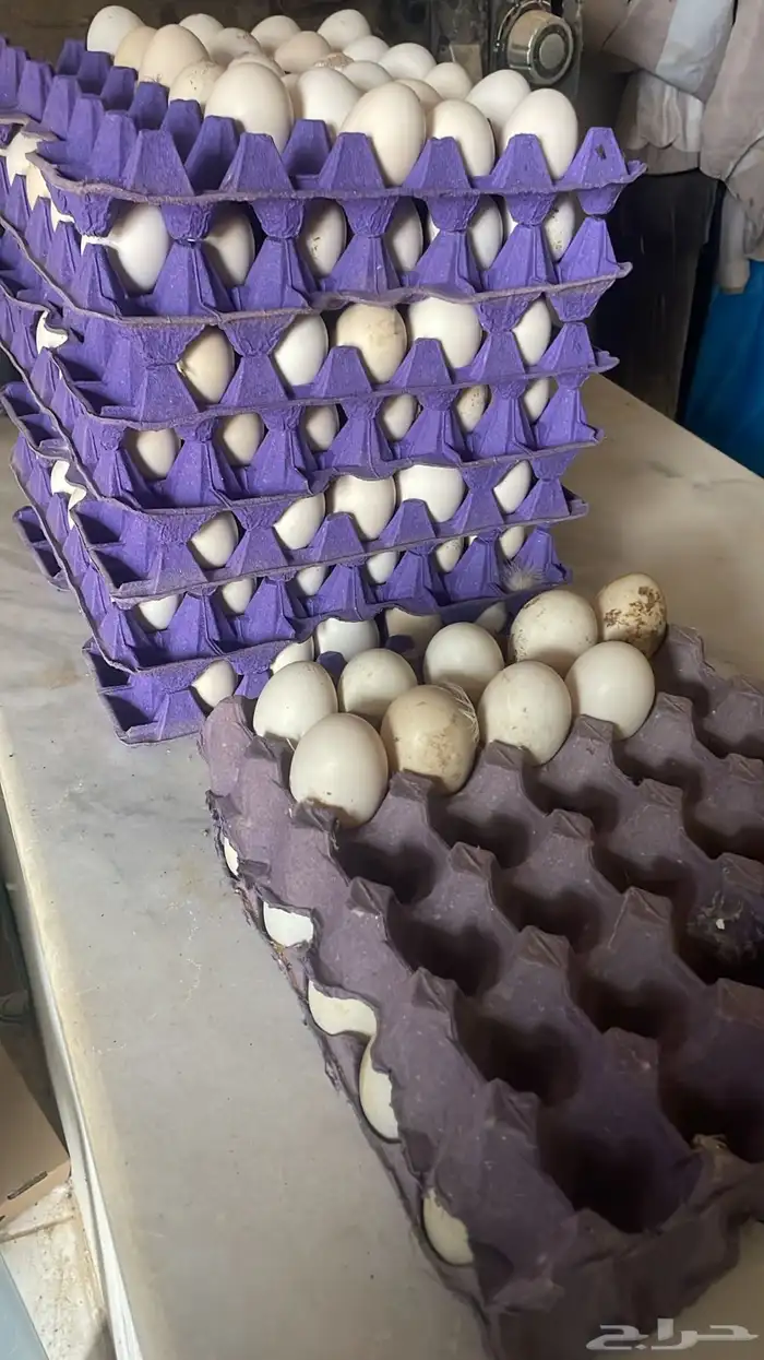 بيض بلدي وفيومي 0