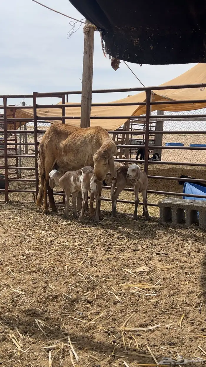 رغوث ساكنيه حدرها ثنين 1
