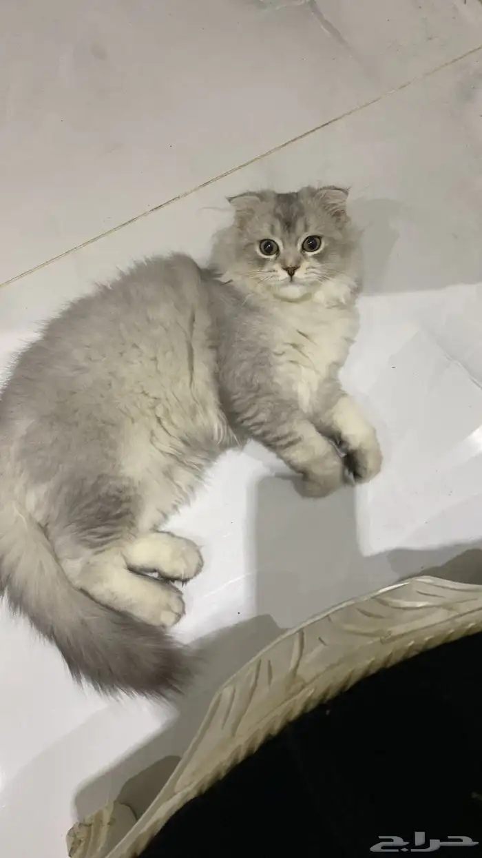 قط سكوتش فولد لونق هير 1