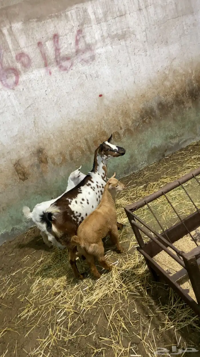 عنز جنوبيه عليها تيسين كبار 3