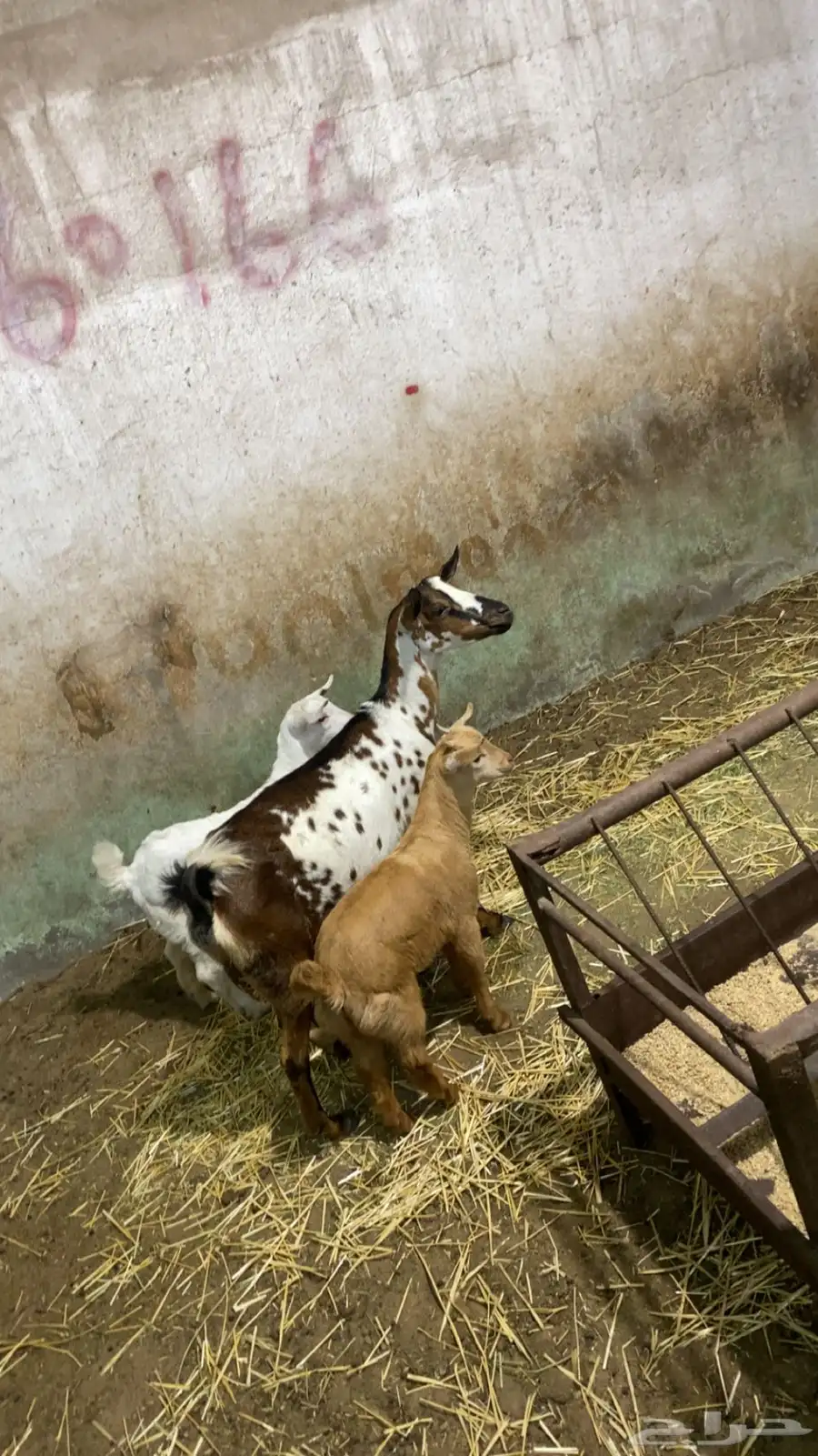 عنز جنوبيه عليها تيسين كبار 3