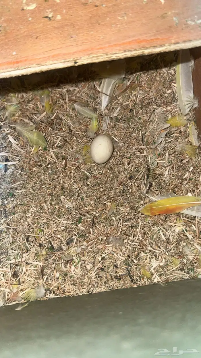 طيور روز الصحه تمام 0