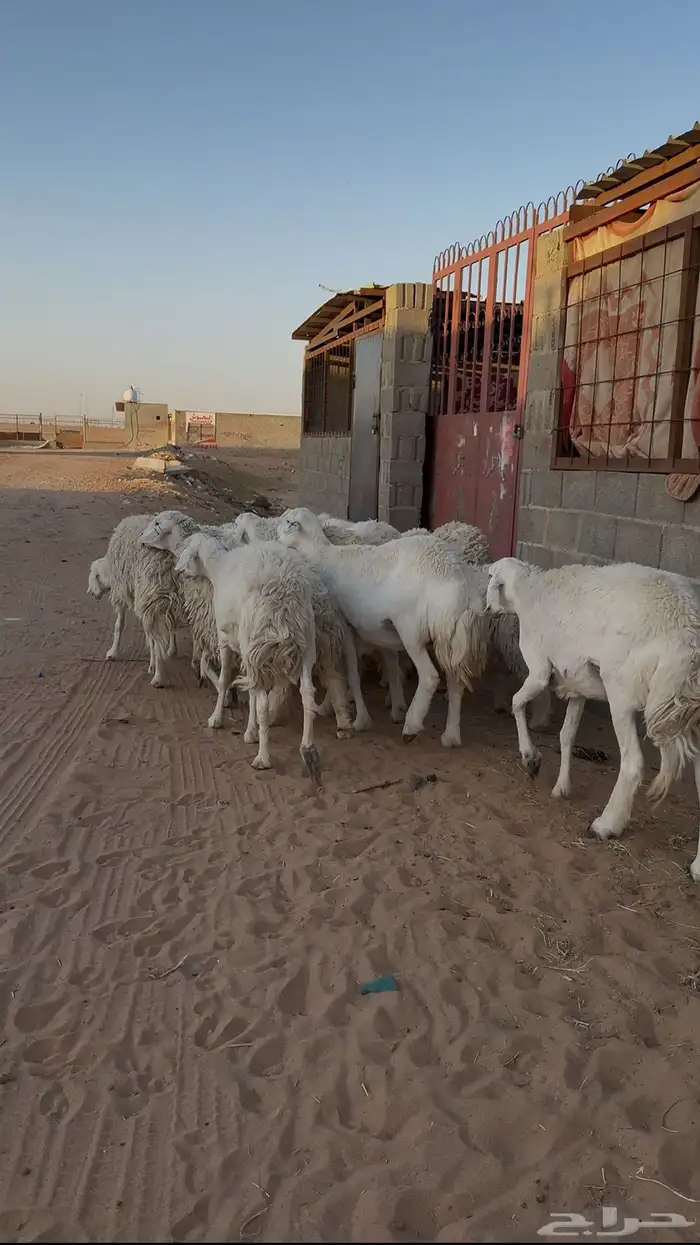غنم حريات دفيع وحصيب ( تم البيع ) 3