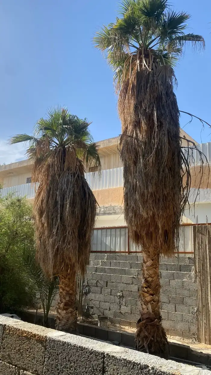 للبيع نخيل واشنطونيا نخل زينة 0