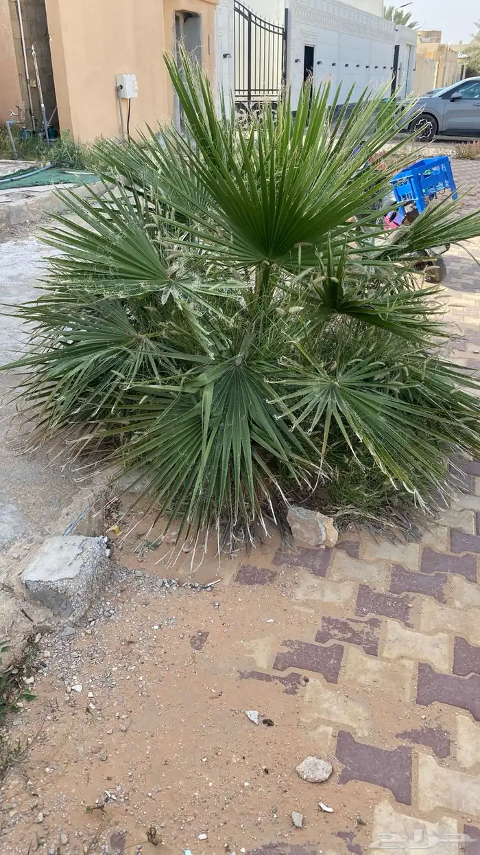 للبيع نخيل واشنطونيا نخل زينة 5