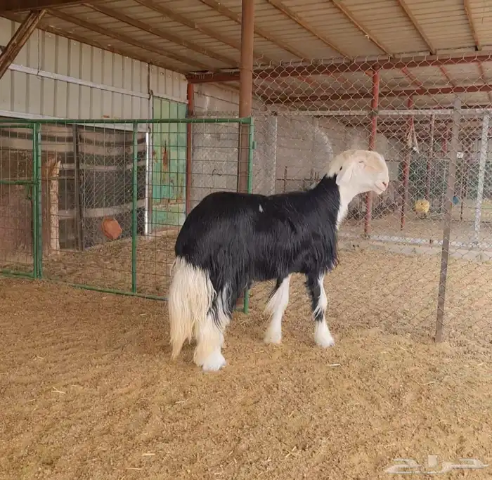 عروض النجد رقم 3 حلال ابو حمدان الحبابي 81