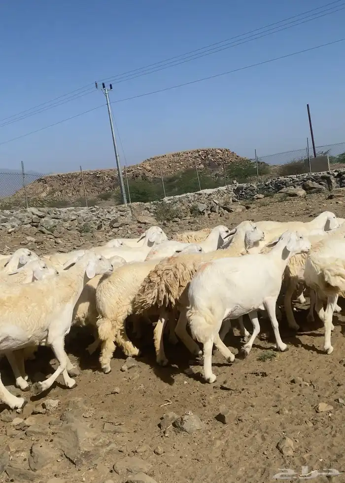 ضان او غنم حري فاخرره 34 ( تم البيع) 4