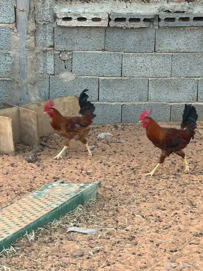 للبيع ( ديك) 0