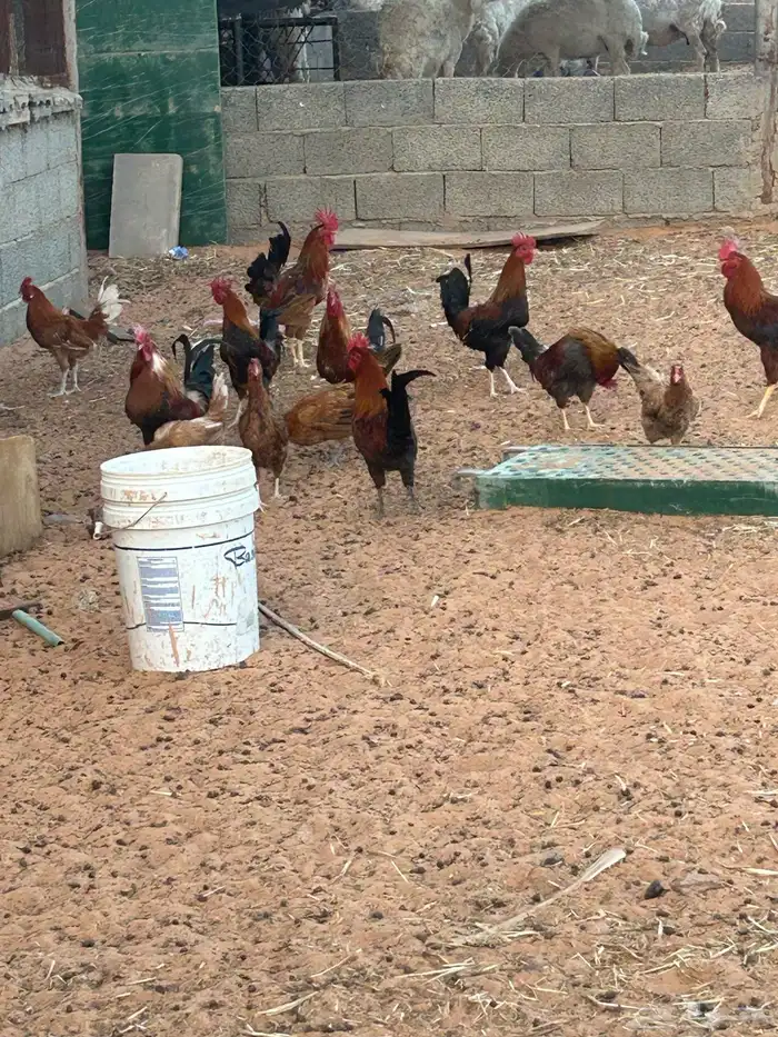 للبيع ( ديك) 3