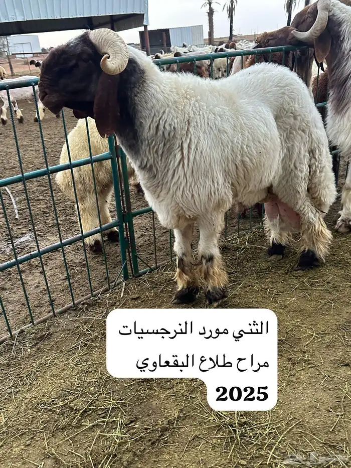 فحل نعيم صنف 0