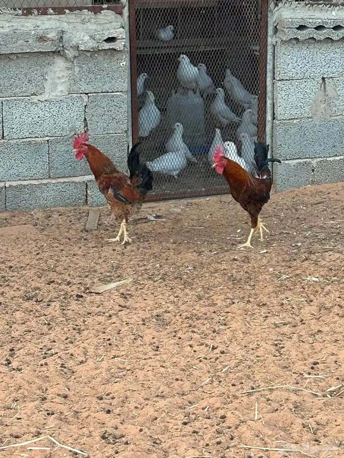 للبيع ( ديك) 1