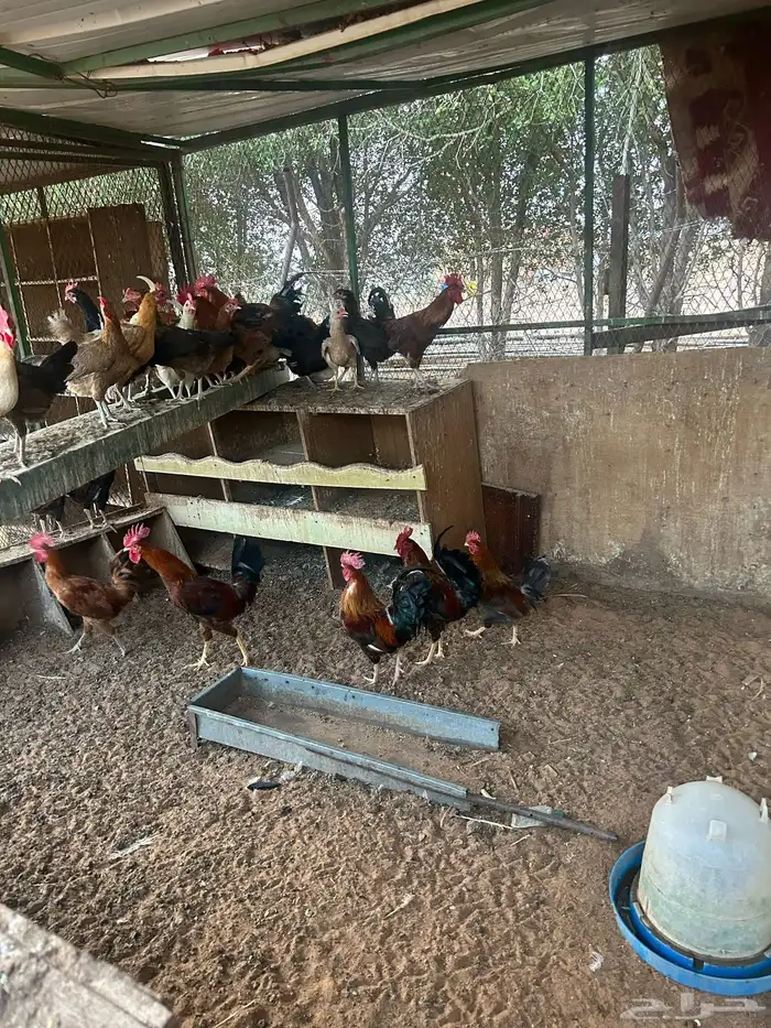للبيع ( ديك) 4