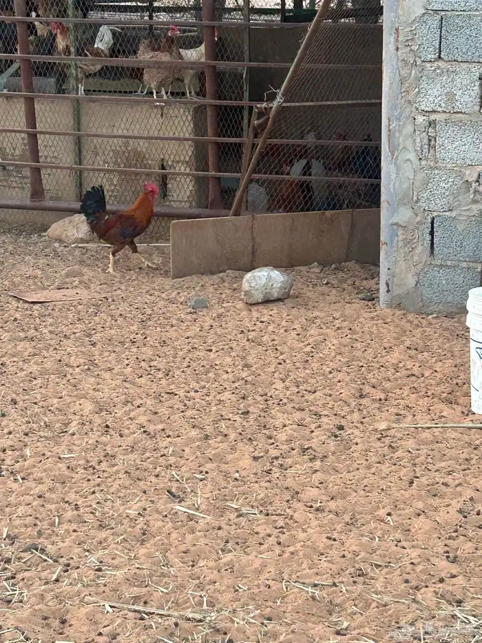 للبيع ( ديك) 2