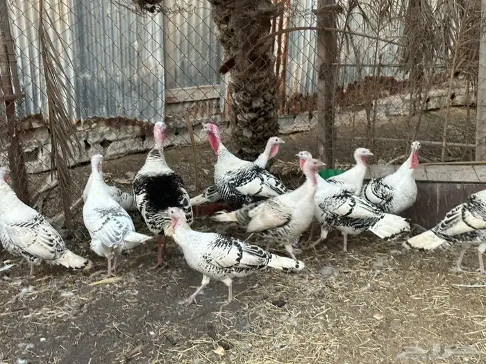 صوص رومي امريكا تايجر 0