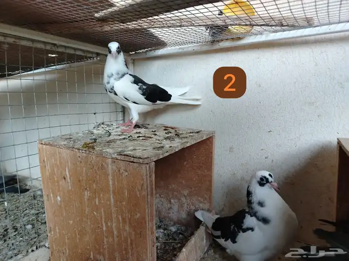 للبيع طبتين حمام قلبي قطيفي 1