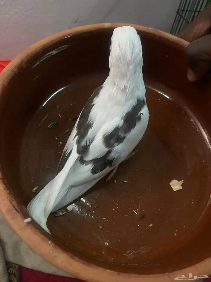 كروان بايد رسمه 3