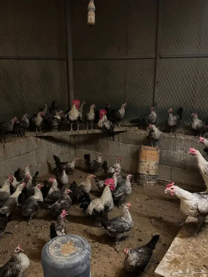 للبيع دجاج بياض فيومي الصحة ماشاء الله 2