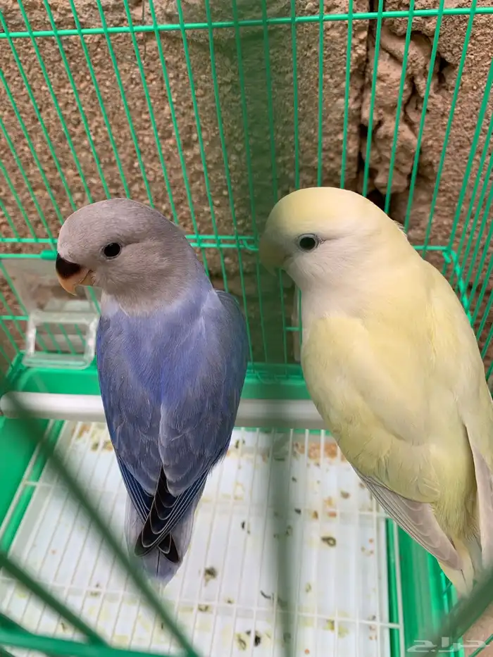 للبيع فرخ روز مفطوم 0