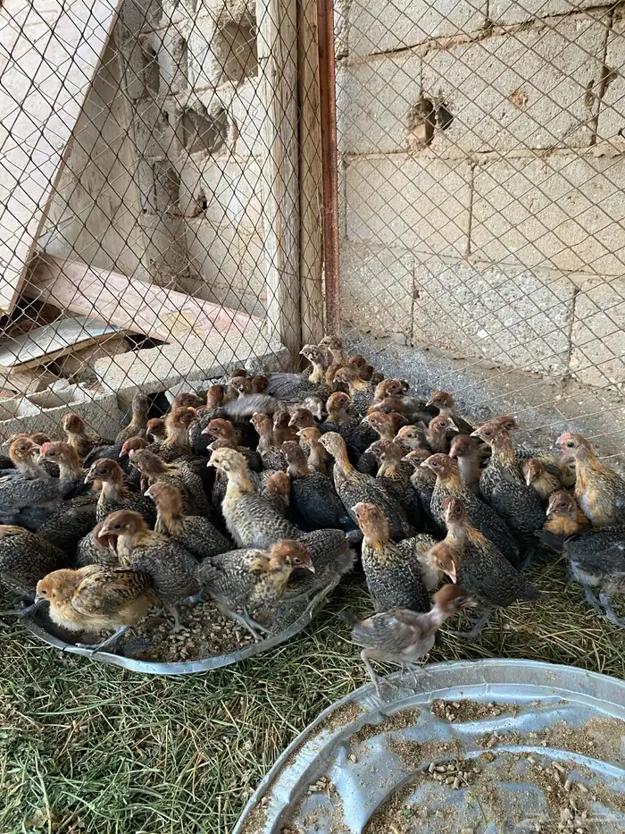( تم البيع ) 1