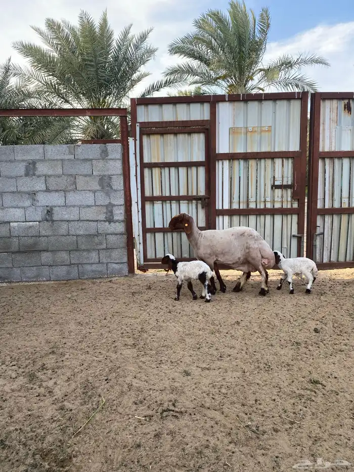 رغوث نعيم فاخرة تم البيع 1