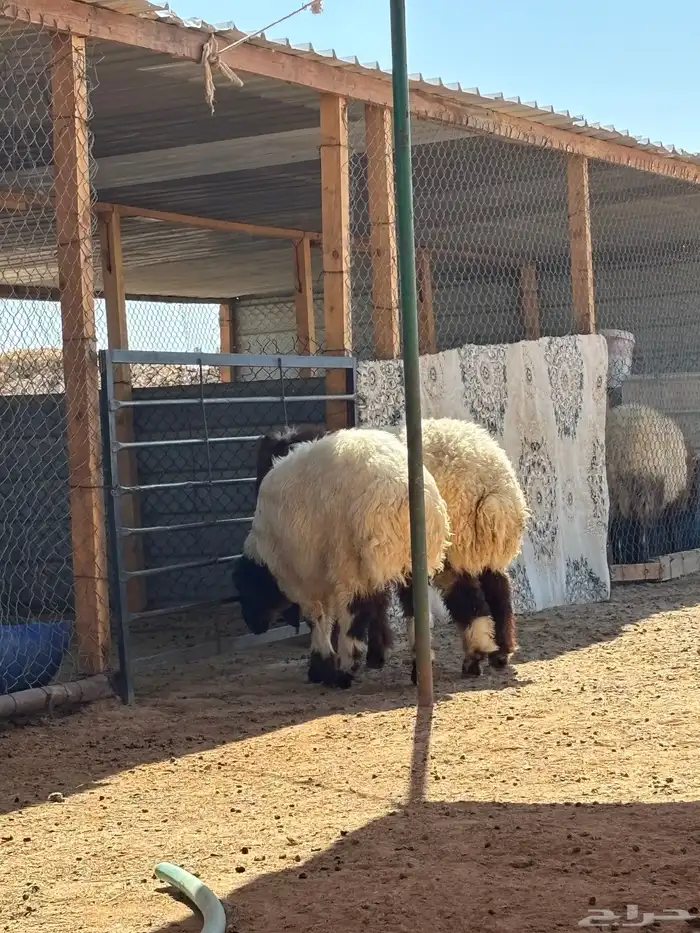 ذبائح نعيمي ذبايح حري سواكني ذبح وتوصيل 3
