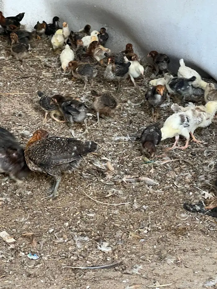 صوص بلدي مشكل 1