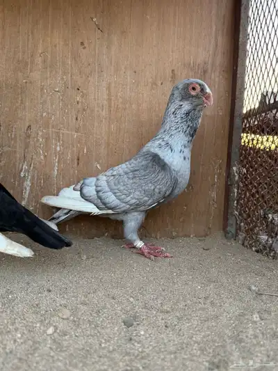 زوج مساويد نخب بانتاجه 8