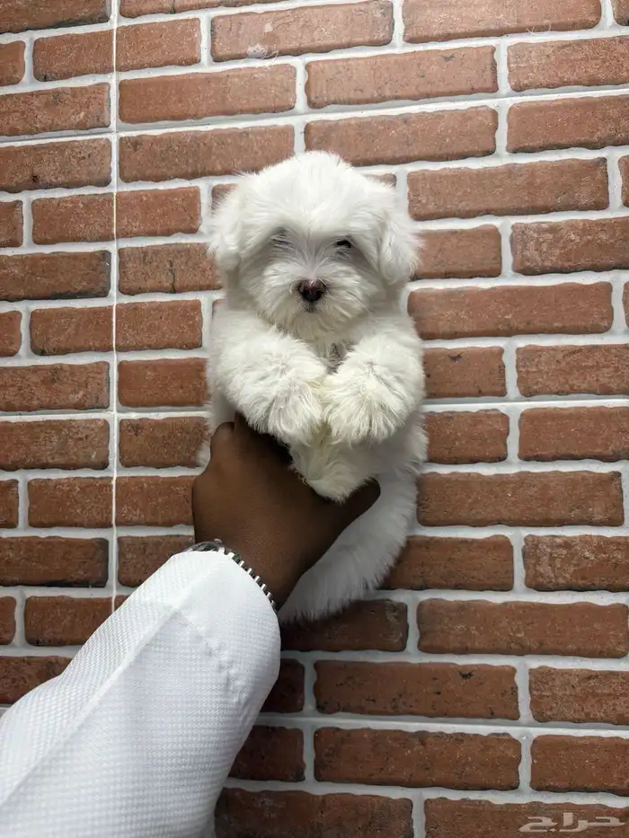 كلاب مالتيز حجم صغر كف اليد 0