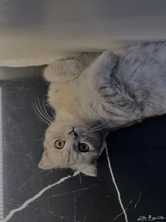 ذكر سكوتش سترت بيور مستوى فخم تم البيع خارج الموقع 0