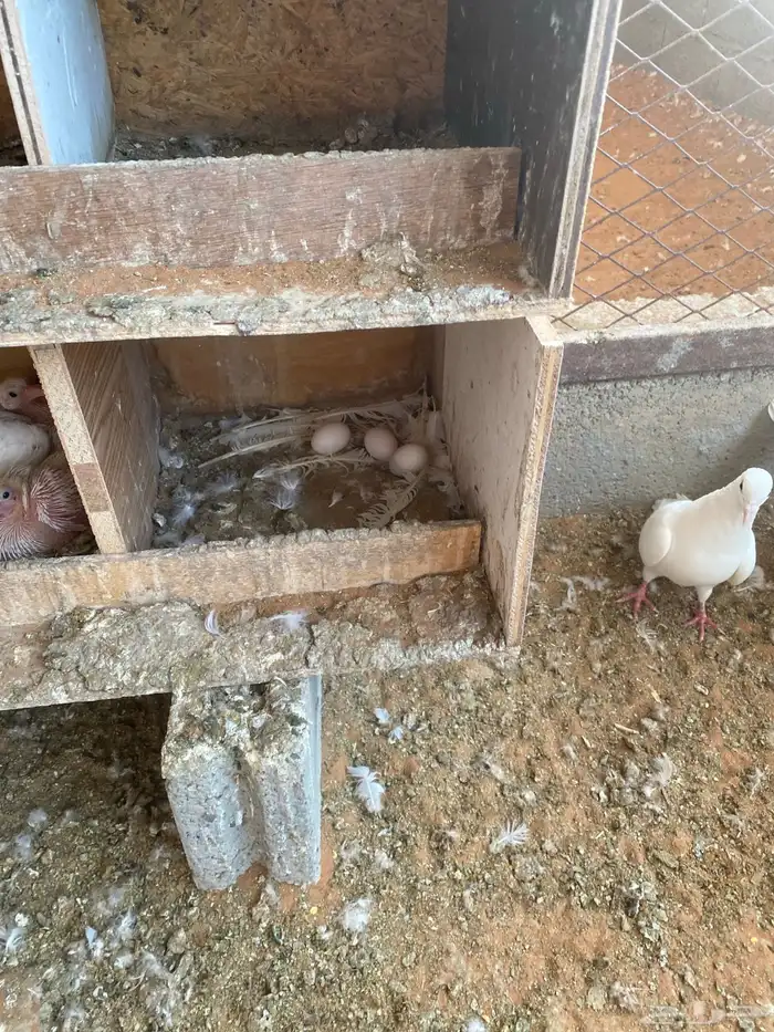 حمام فرنسي جامبو ابيض 2