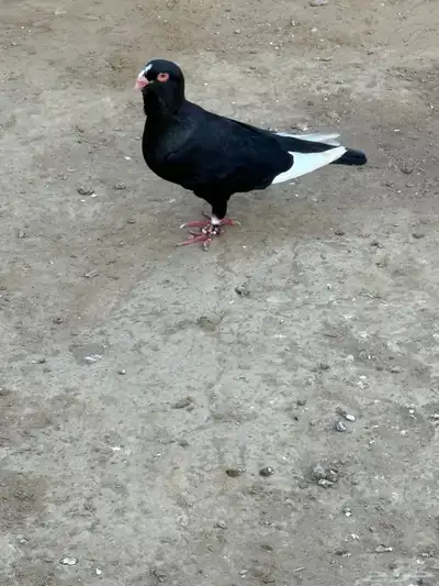 زوج مساويد نخب بانتاجه 6