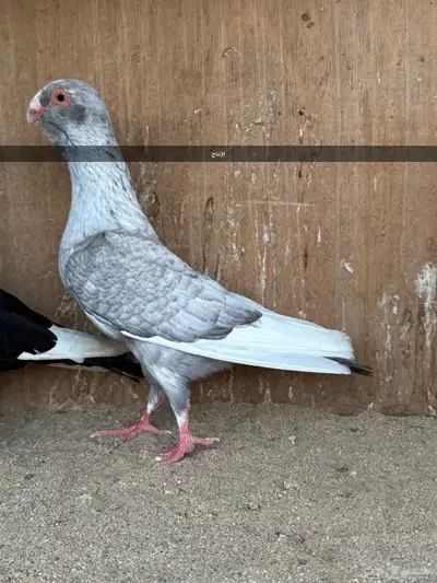زوج مساويد نخب بانتاجه 11