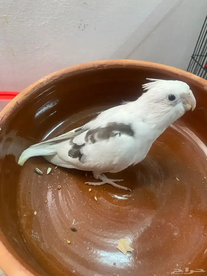 كروان بايد رسمه 2