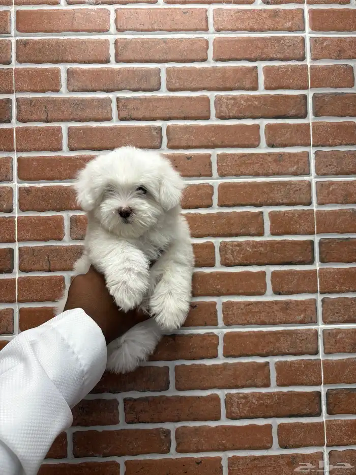 كلاب مالتيز حجم صغر كف اليد 1