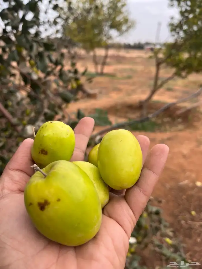 استراحة و مزرعه للايجار اليومي 1