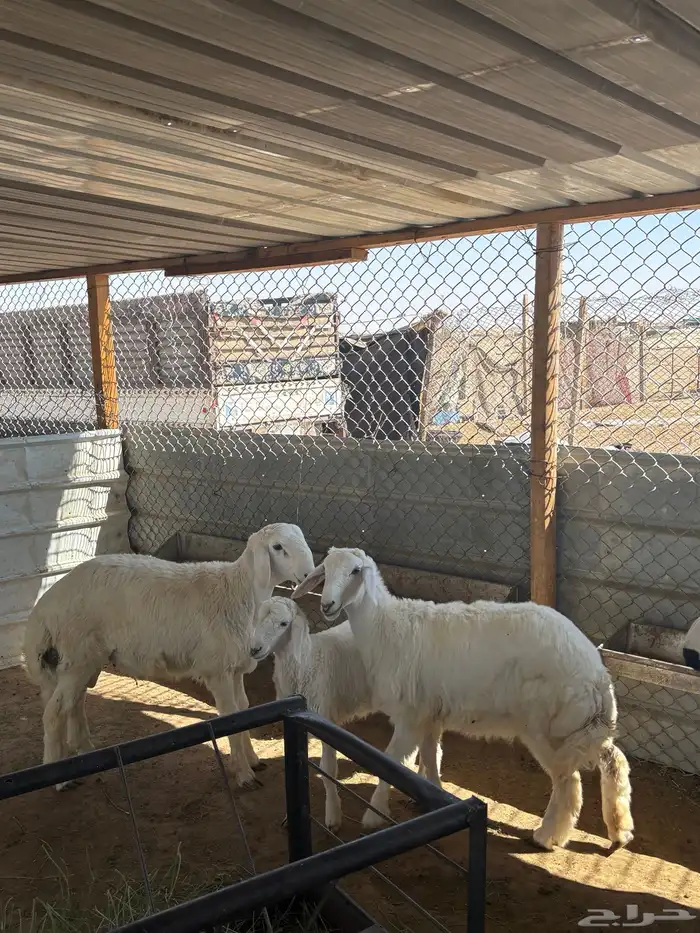 ذبائح نعيمي ذبايح حري سواكني ذبح وتوصيل 6
