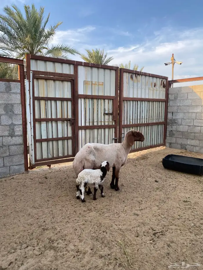 رغوث نعيم فاخرة تم البيع 0