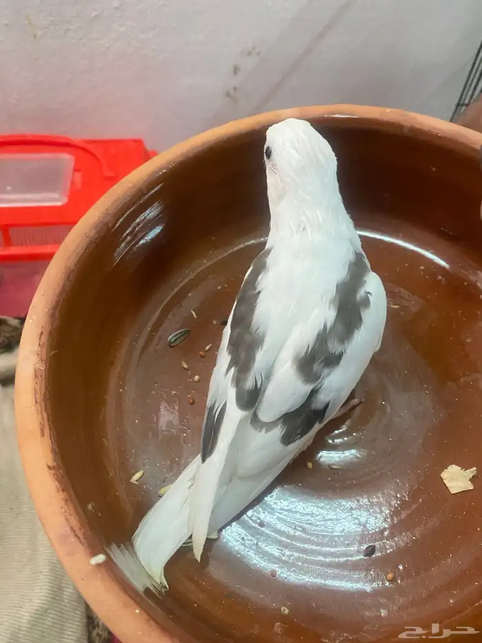 كروان بايد رسمه 1