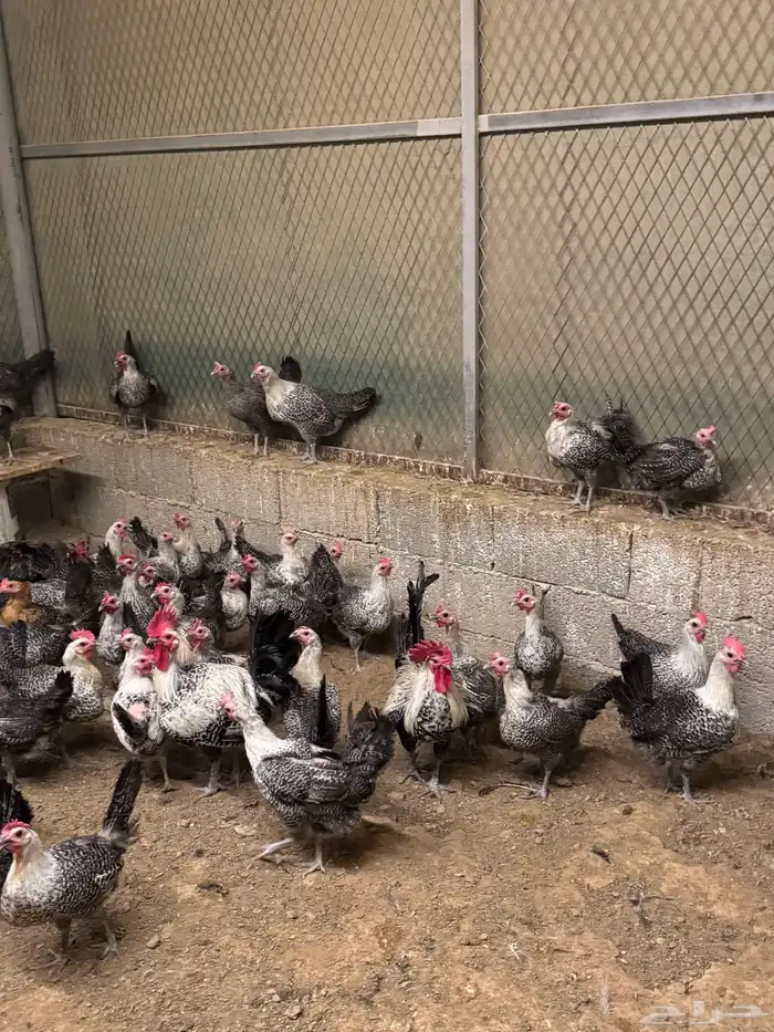 للبيع دجاج بياض فيومي الصحة ماشاء الله 0