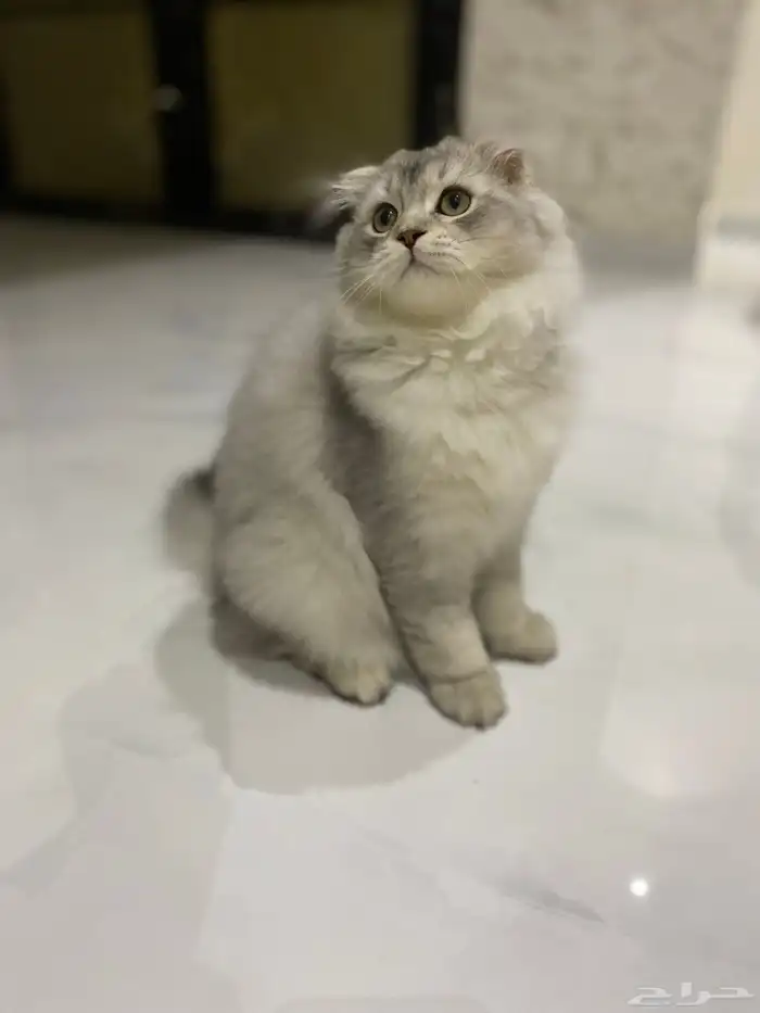 قط سكوتش فولد لونق هير 0