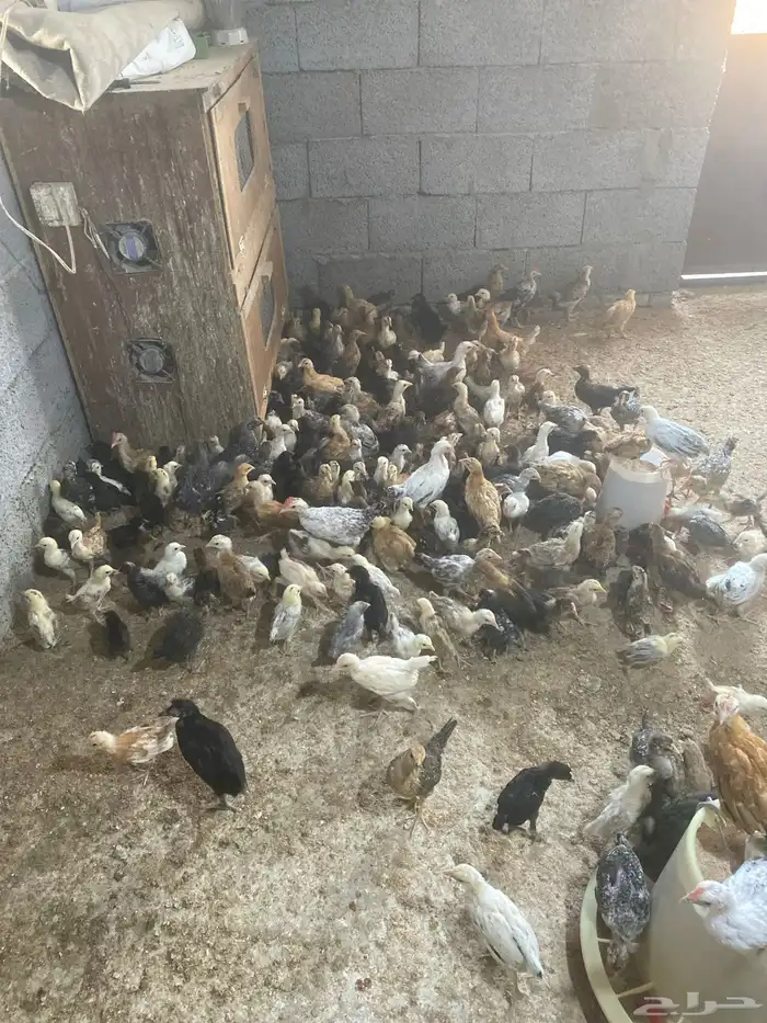 فروخ للبيع أعمار شهر وأكثر 1