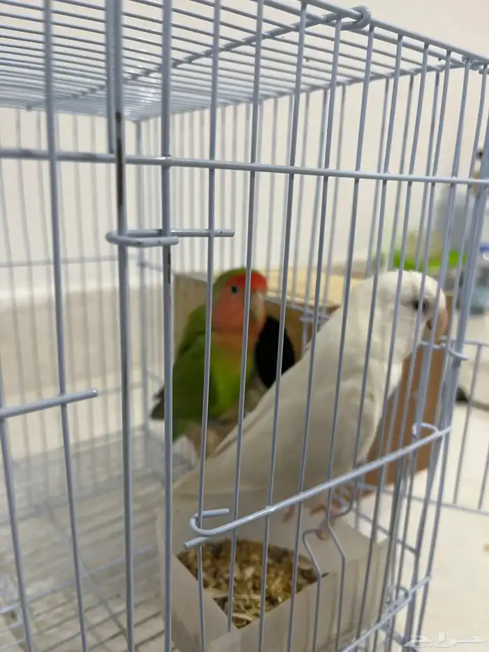 جوز روز 2