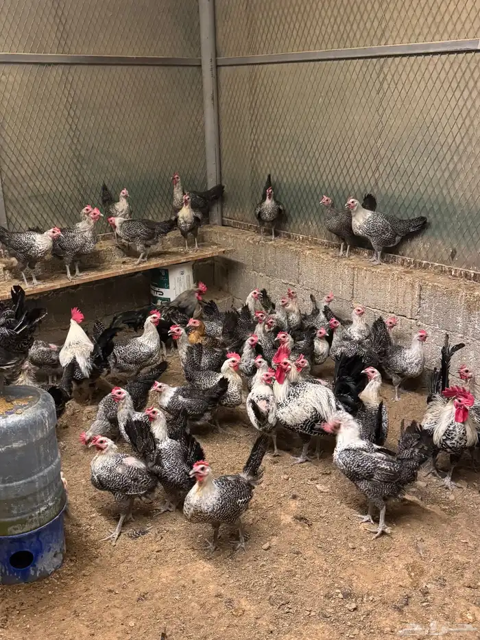 للبيع دجاج فيومي شبابي بياض نظيف تربية في العفجة 1