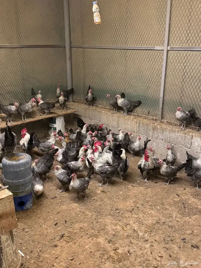 للبيع دجاج بياض فيومي الصحة ماشاء الله 1