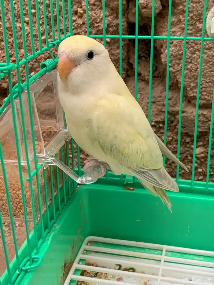 للبيع فرخ روز مفطوم 4