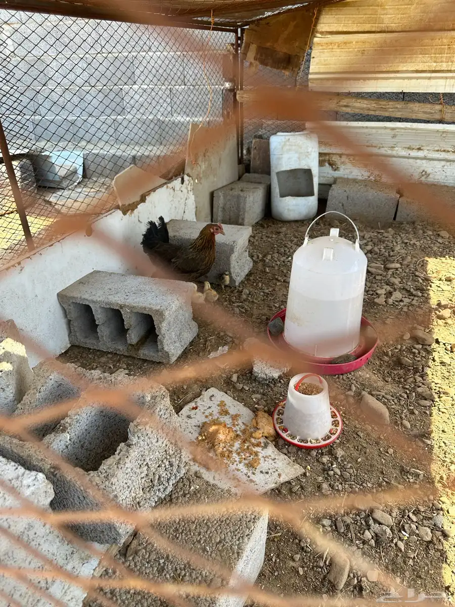 دجاجه معها 4 محايل عسير 1