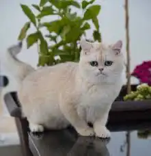 فندقة قطط عروض مميزه حياكم الله 1
