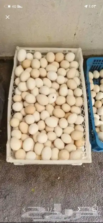 يوجد اطباق بيض بلدي مخصب نسبة التخصيب عالي 0