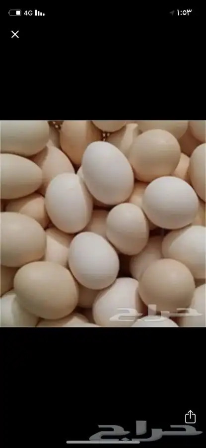 يوجد اطباق بيض بلدي مخصب نسبة التخصيب عالي 1