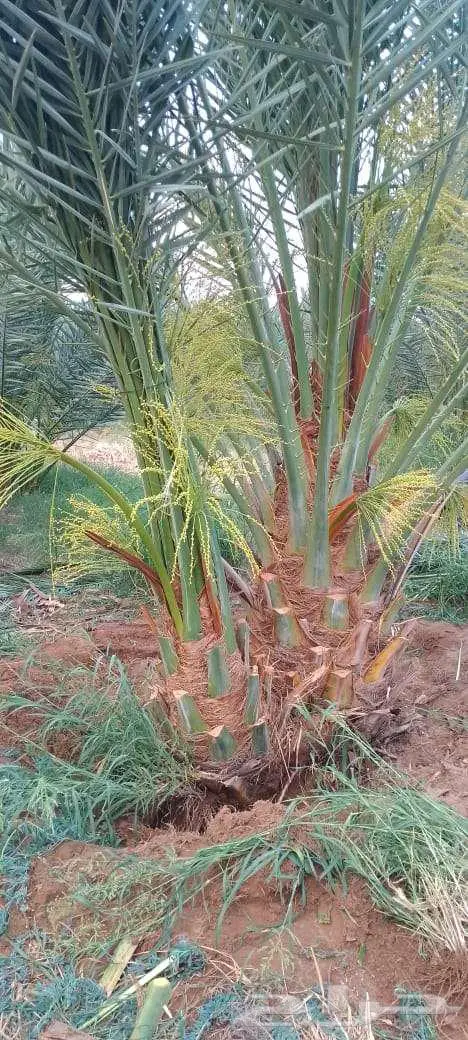 للبيع النخيل 3